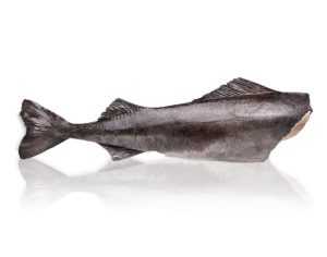 chernaja treska 300x236 - Угольная рыба (черная треска)