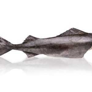 chernaja treska 300x300 - Угольная рыба (черная треска)