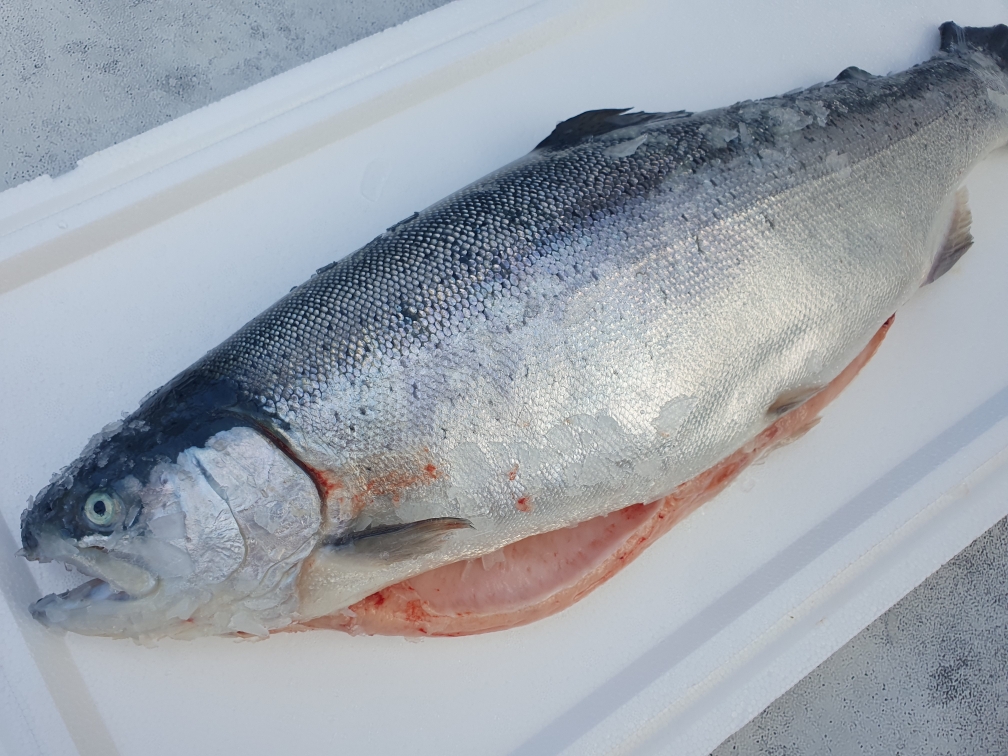 Форель морская охлажденная (свежая) 2-3кг 20250924 145708 - Форель морская охлажденная (свежая) 2-3кг
