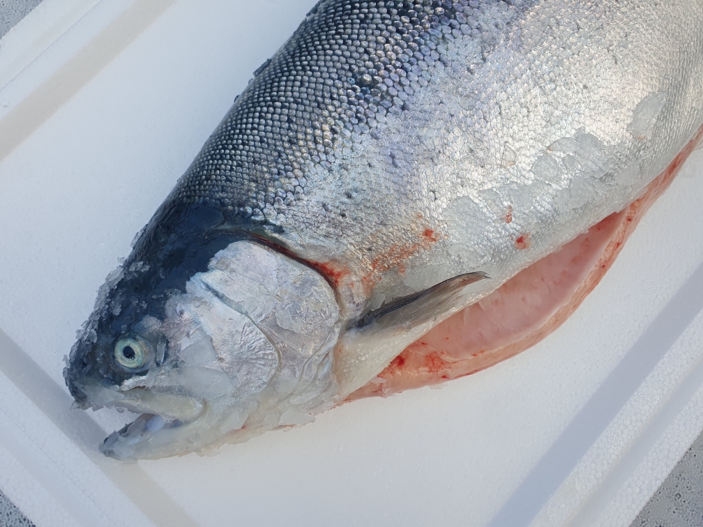 Форель морская охлажденная (свежая) 2-3кг 20250924 145713 - Форель морская охлажденная (свежая) 2-3кг