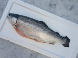 Форель морская охлажденная (свежая) 2-3кг 20250924 145727 300x225 - Форель морская охлажденная (свежая) 2-3кг