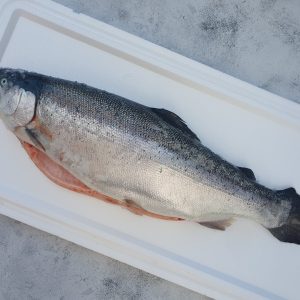 Форель морская охлажденная (свежая) 2-3кг 20250924 145727 300x300 - Форель морская охлажденная (свежая) 2-3кг
