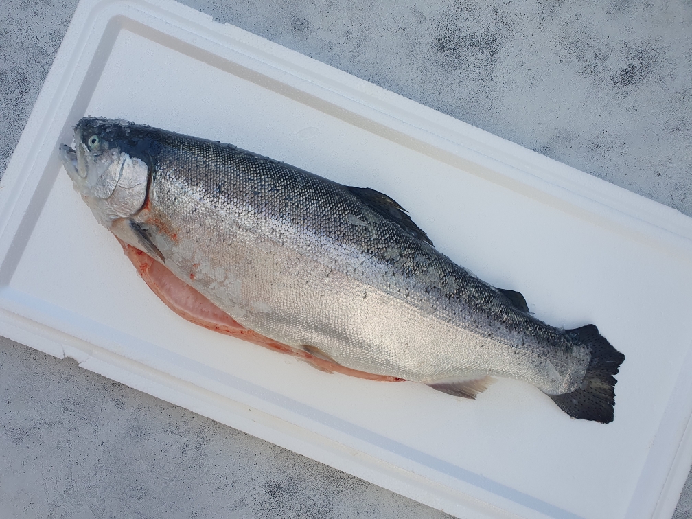 Форель морская охлажденная (свежая) 2-3кг 20250924 145727 - Форель морская охлажденная (свежая) 2-3кг