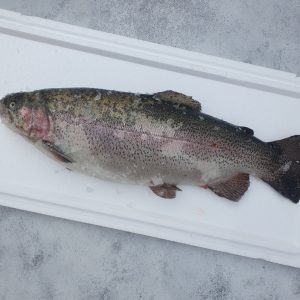 Форель охлажденная (свежая) 2-3кг 20251017 104557 300x300 - Форель охлажденная (свежая) 2-3кг