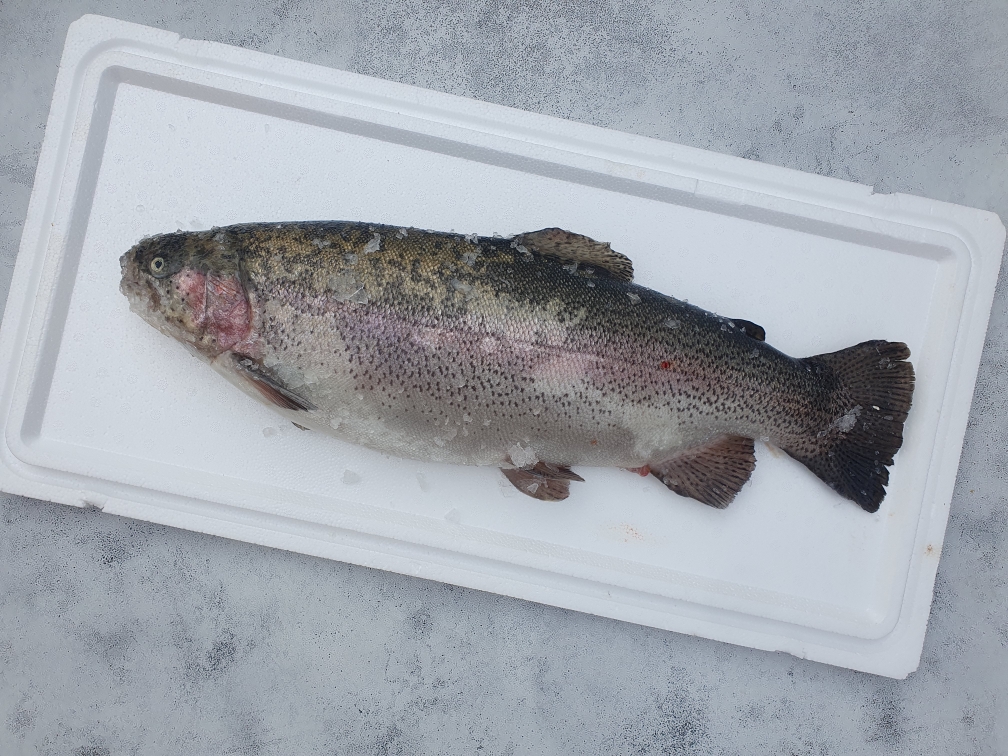 Форель охлажденная (свежая) 2-3кг 20251017 104557 - Форель охлажденная (свежая) 2-3кг