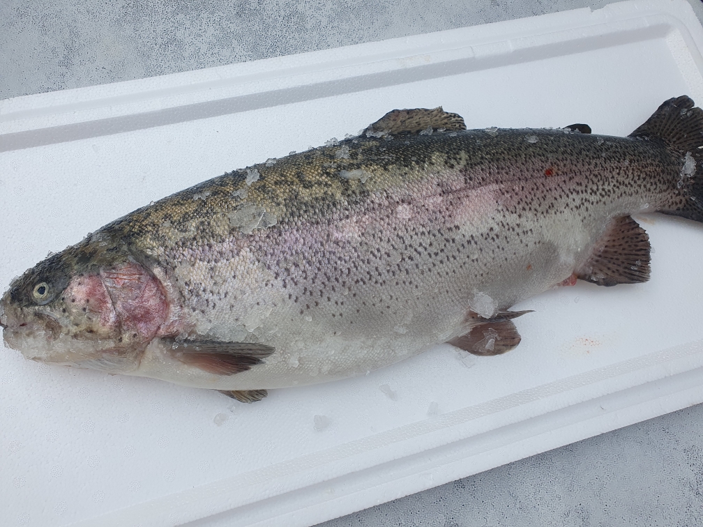 Форель охлажденная (свежая) 2-3кг 20251017 104612 - Форель охлажденная (свежая) 2-3кг