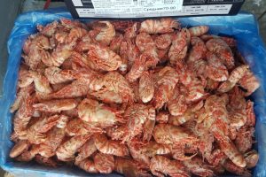 5305758295899891798 121 300x200 - Гренландская креветка (Морской дракон) 5 кг