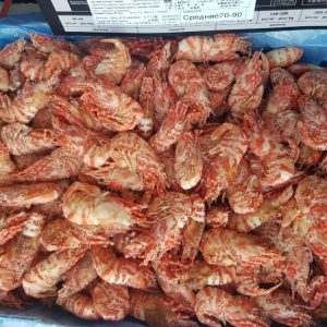 5305758295899891798 121 300x300 - Гренландская креветка (Морской дракон) 5 кг